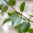 Alnus cordata