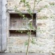 Alnus cordata