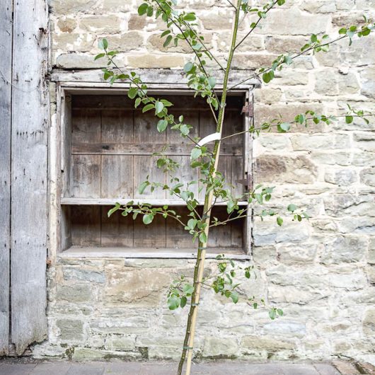 Alnus cordata