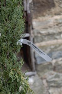 Cupressus sempervirens