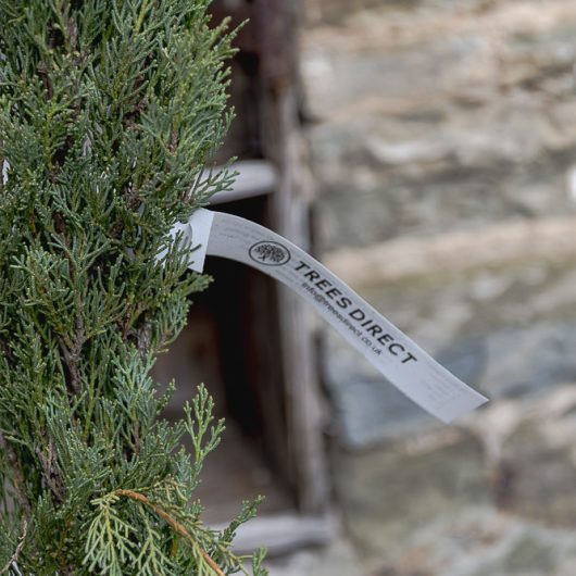 Cupressus sempervirens