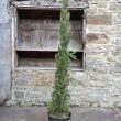 Cupressus sempervirens