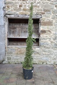 Cupressus sempervirens