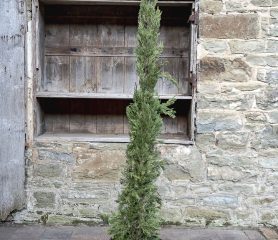 Cupressus sempervirens