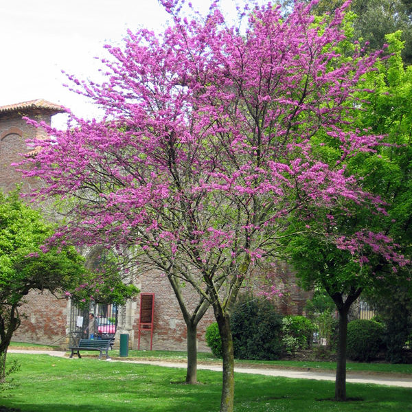 Judas Tree for Sale Trees Direct