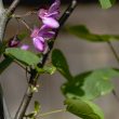 Cercis siliquastrum