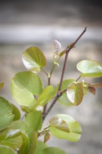 Cercis siliquastrum
