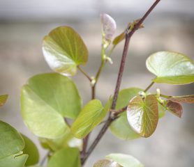 Cercis siliquastrum