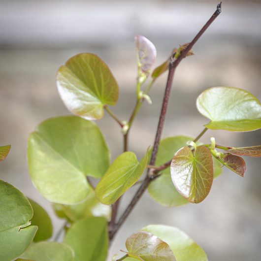 Cercis siliquastrum
