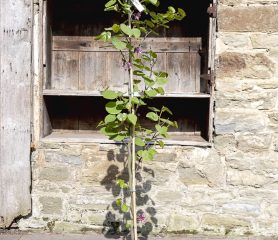 Cercis siliquastrum