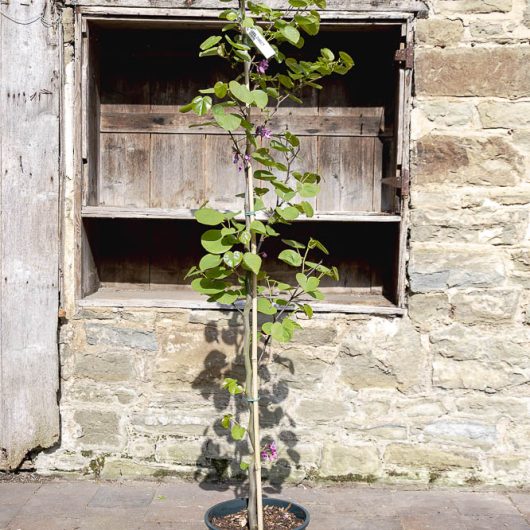 Cercis siliquastrum