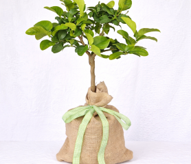 A Lemon tree in a hessian sack with a green ribbon in front of a white background.