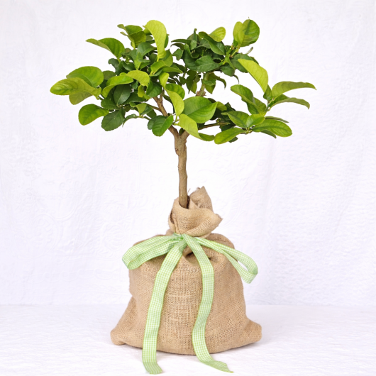 A Lemon tree in a hessian sack with a green ribbon in front of a white background.