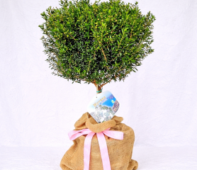 A myrtle tree in front of a plain, white background