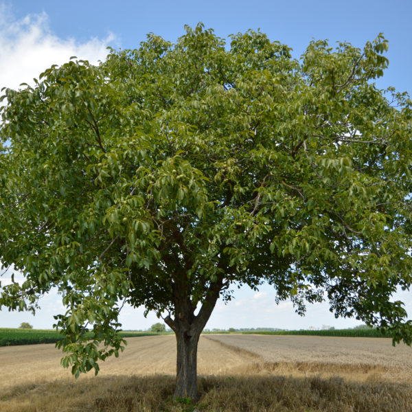 Broadview Walnut Trees For Sale Trees Direct