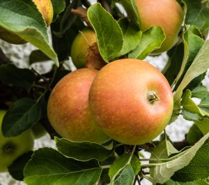 Cox Orange Pippin apple tree