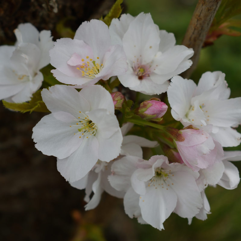 Amanogawa Flowering Cherry Trees For Sale | Trees Direct