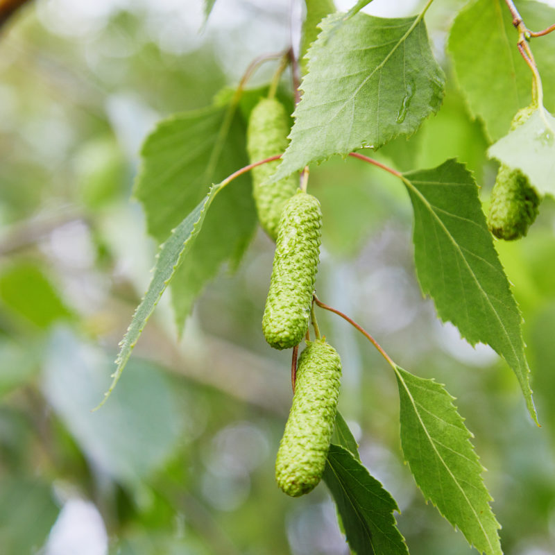 Silver Birch Trees For Sale Trees Direct