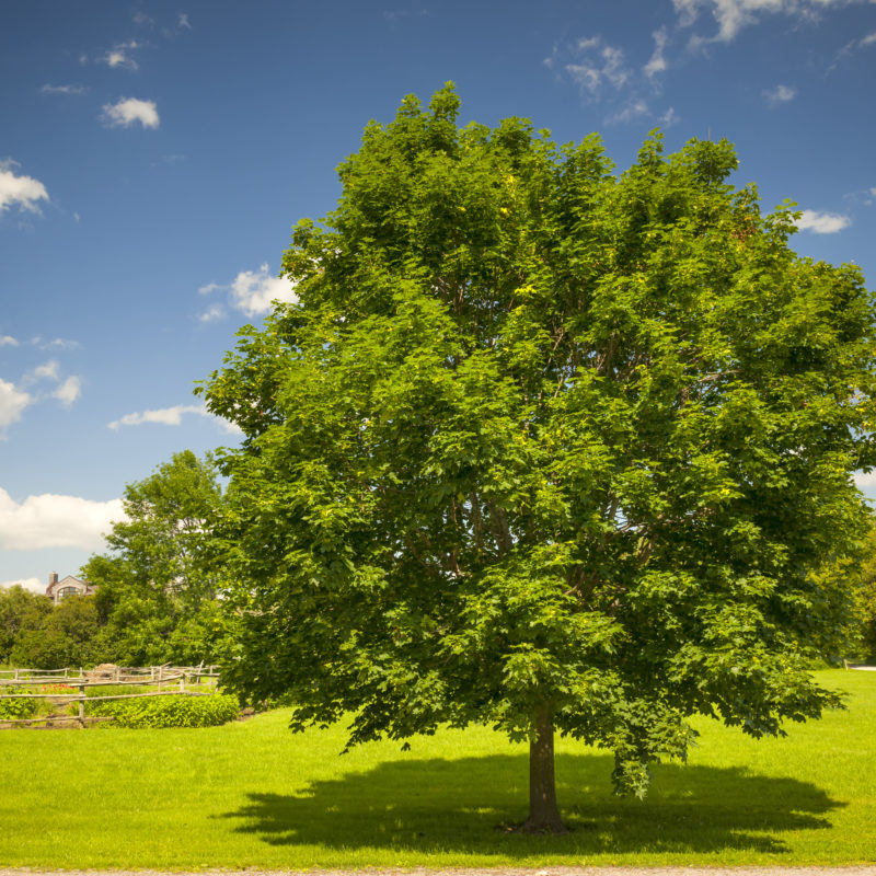 Field Maple Trees For Sale Trees Direct