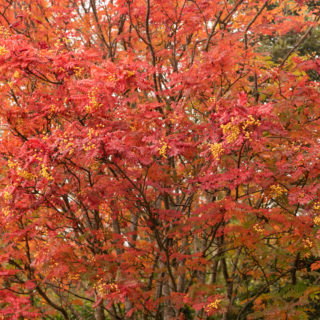 Sorbus 'Joseph Rock' For Sale | Trees Direct