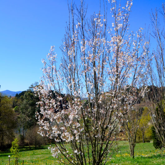 Amanogawa Flowering Cherry Trees For Sale Trees Direct