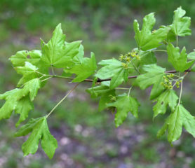 field maple leaves
