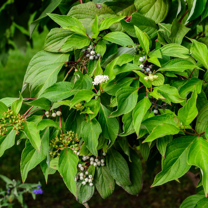 Cornus alba