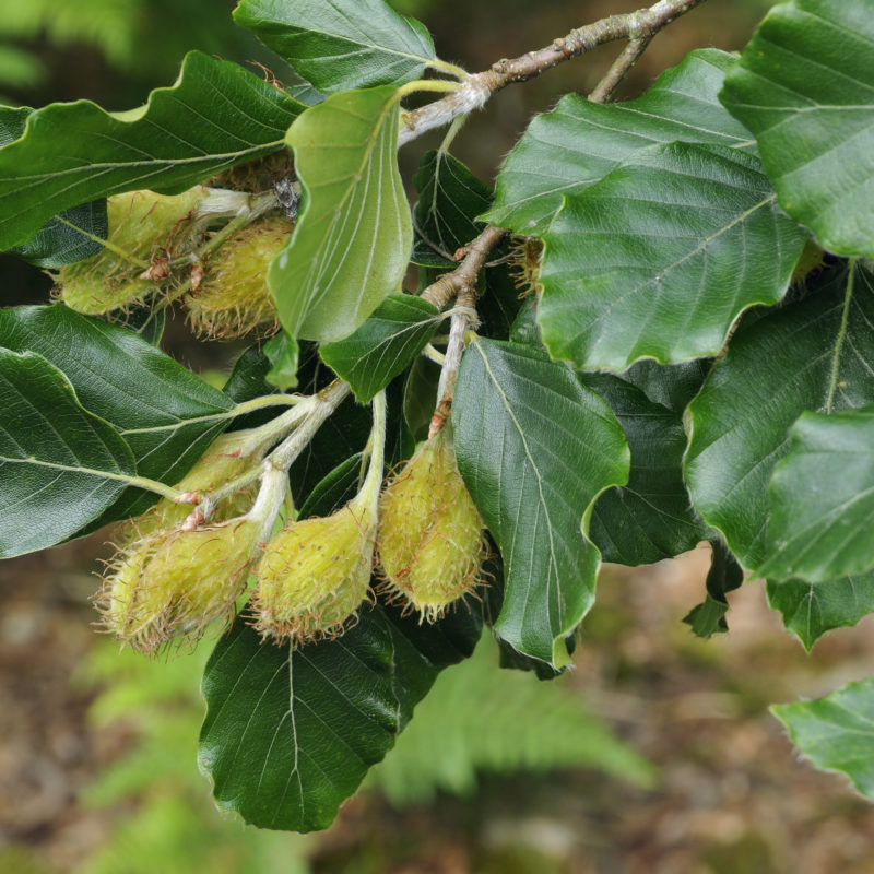 Beech Tree For Sale Trees Direct