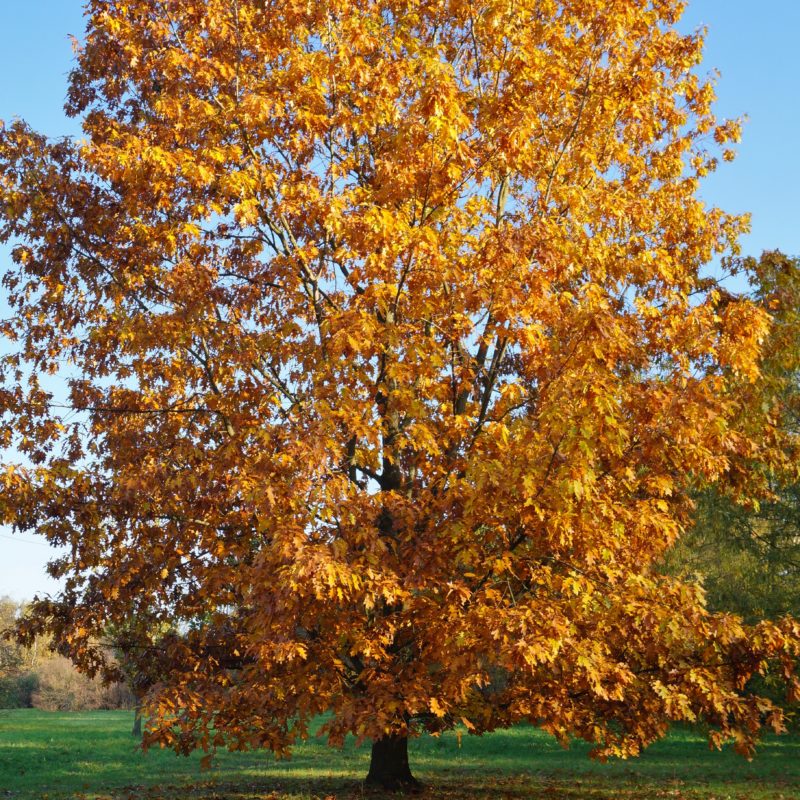 Beech Tree For Sale | Trees Direct