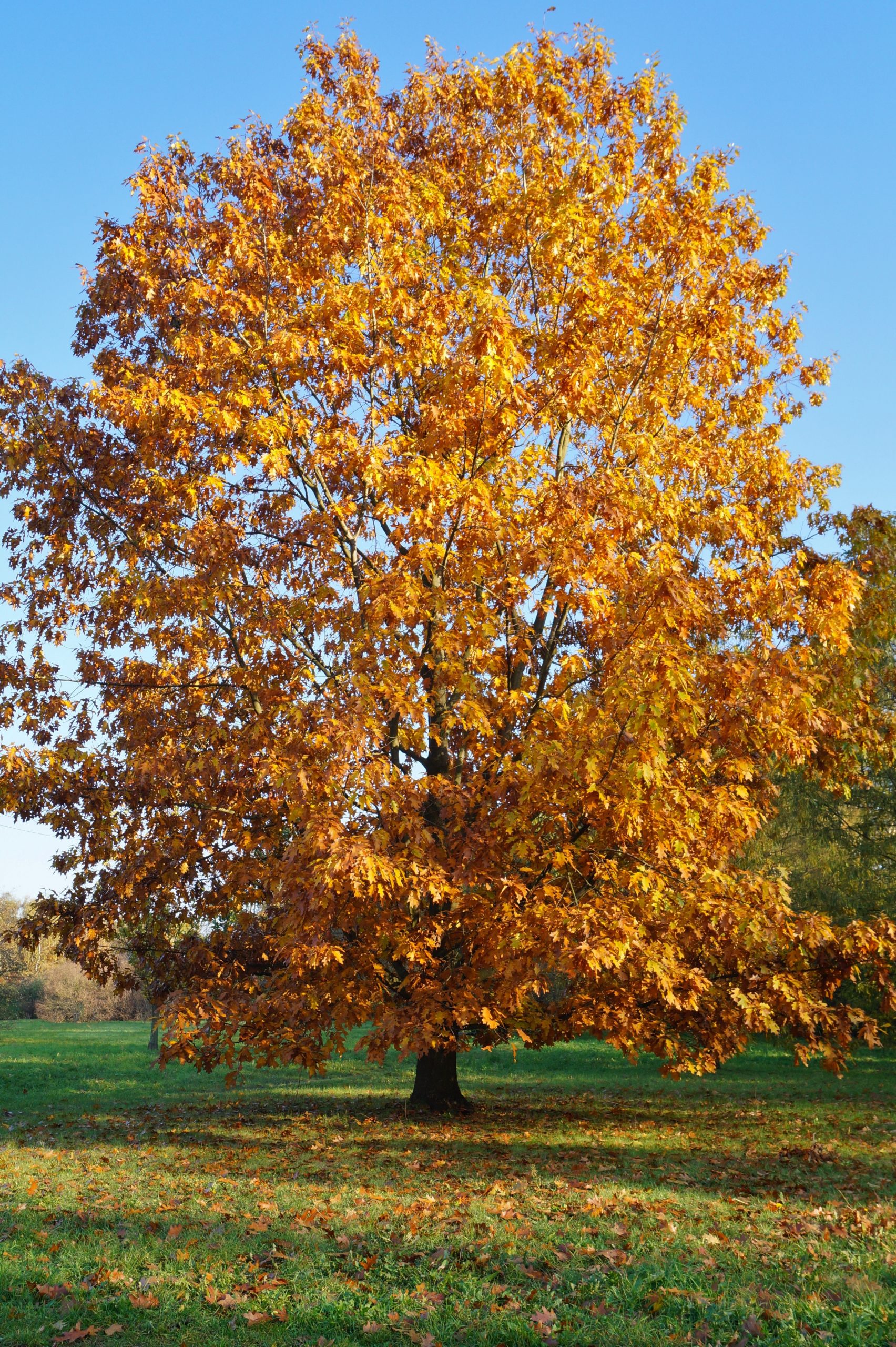 Beech Tree For Sale Trees Direct
