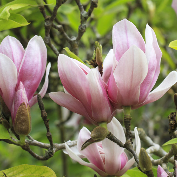 Magnolia Soulangeana Trees For Sale | Trees Direct