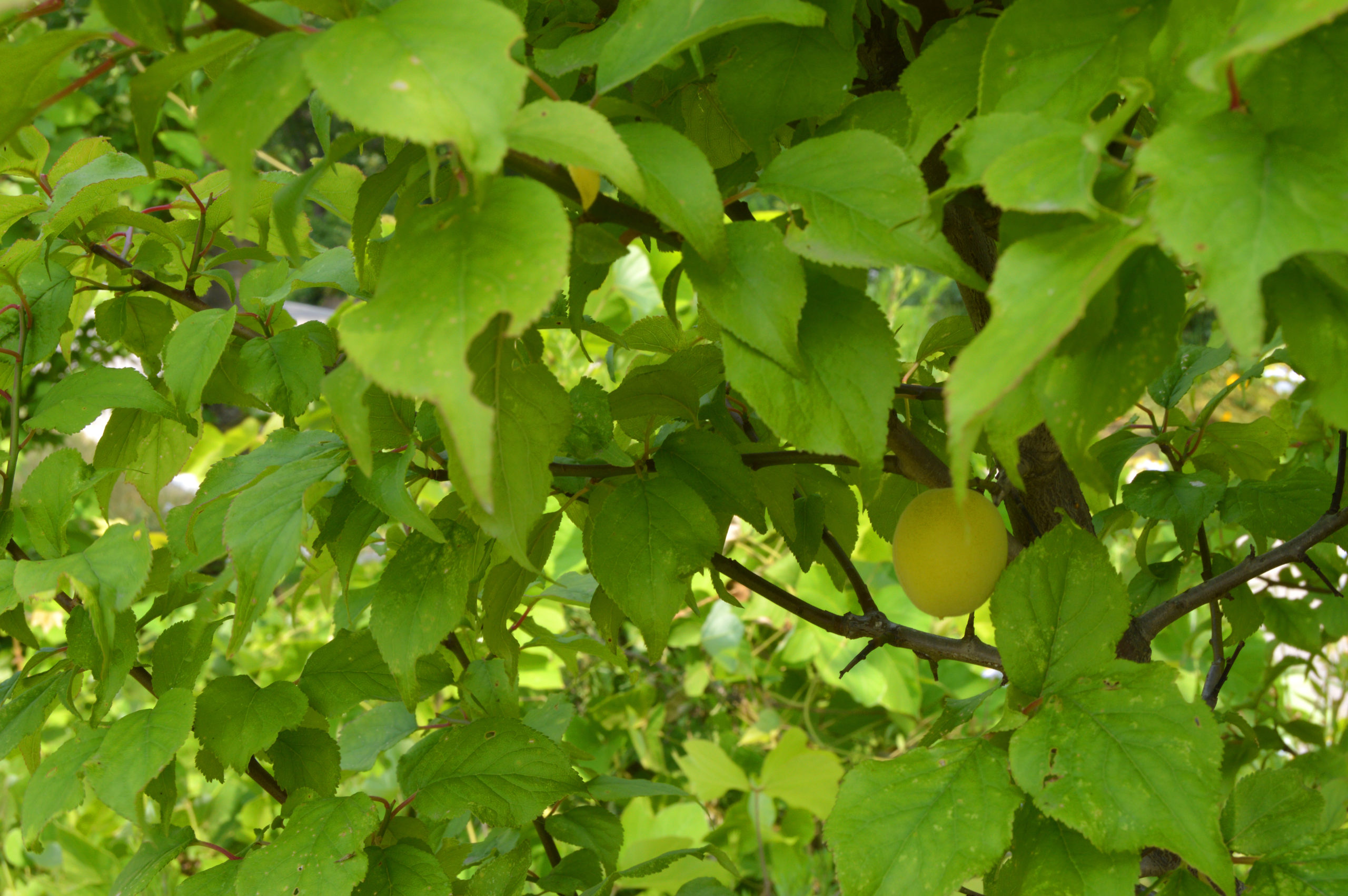 Plum Tree Trees Direct Plum Tree Trees Direct