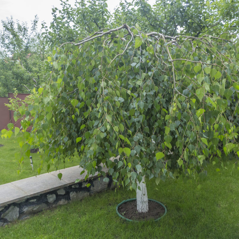 Dwarf Weeping Silver Birch Trees for sale From Trees Direct