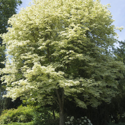 Acer Drummondii Trees For Sale | Trees Direct