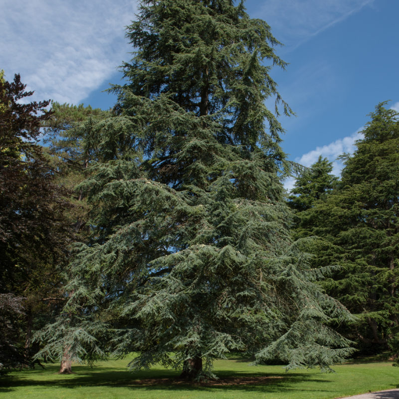 Blue Atlantic Cedar Trees for Sale Online View Now