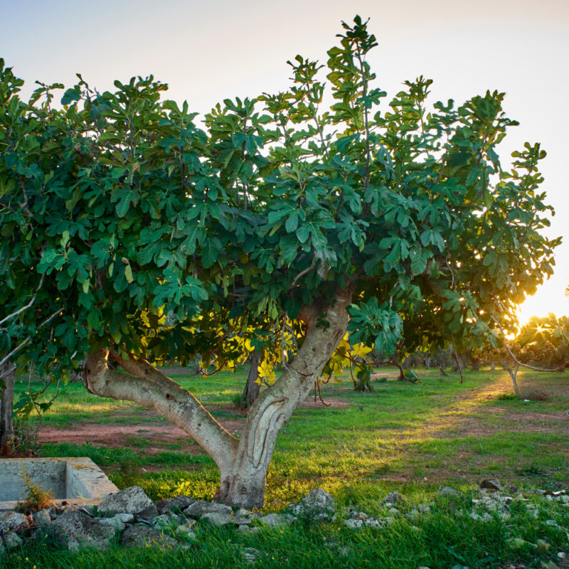 Brown Turkey Fig Trees For Sale Trees Direct