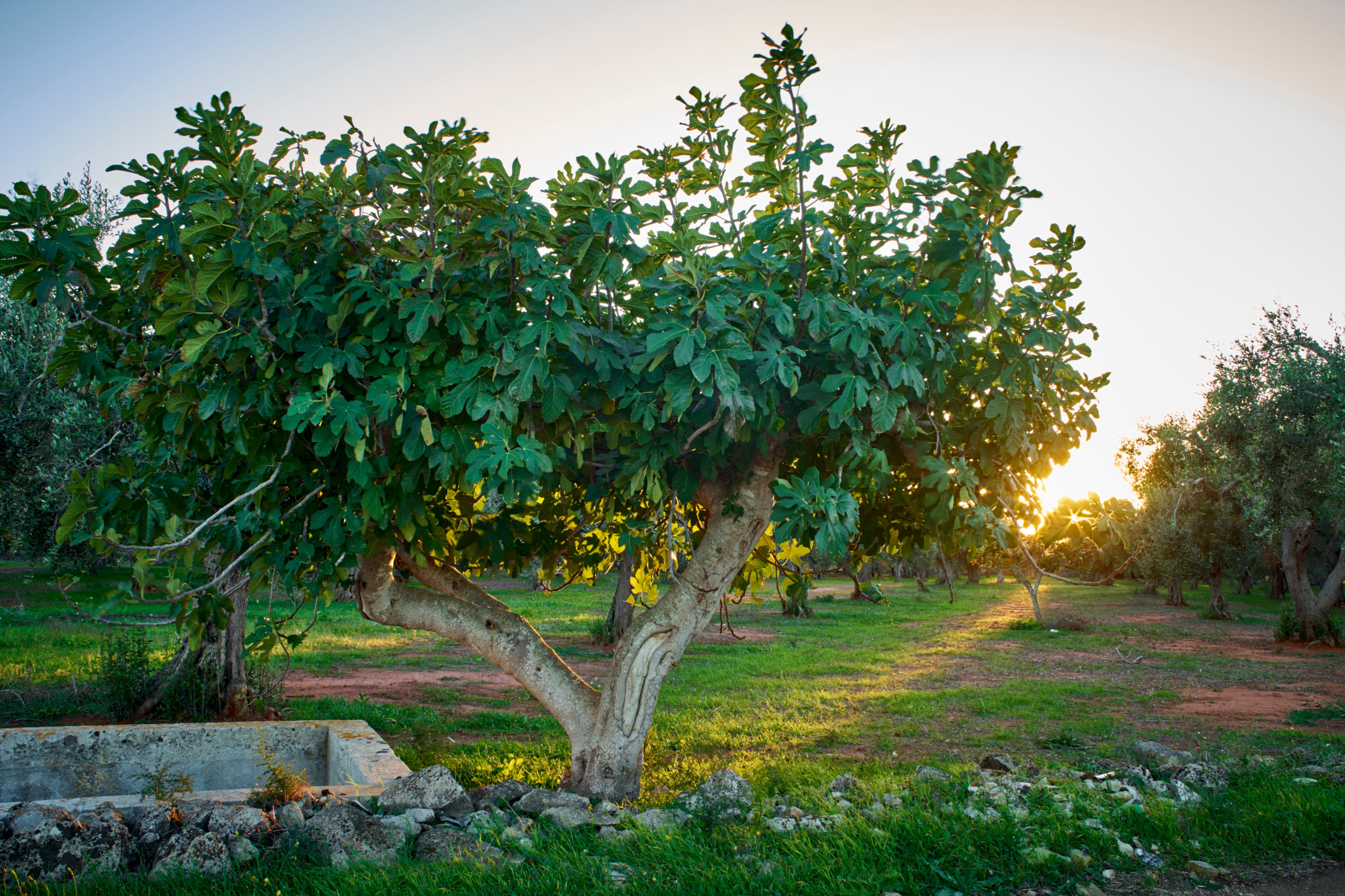 Brown Turkey Fig Trees For Sale Trees Direct