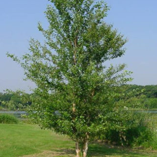 Silver Birch Trees For Sale | Trees Direct