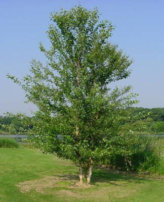 Silver Birch Tree Summer - Trees Direct