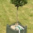 Bay-tree-in-hessian-sack-inside-planted