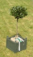 Bay-tree-in-hessian-sack-inside-planted