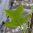 Liriodendron tulipifera