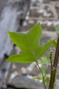 Liriodendron tulipifera