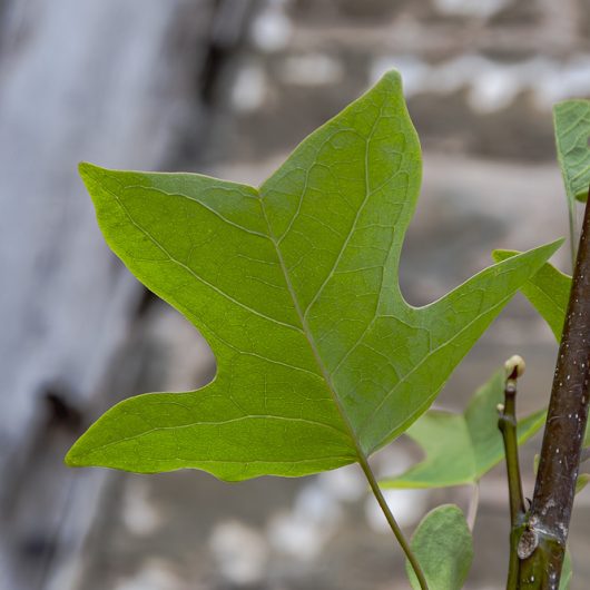Liriodendron tulipifera