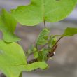 Liriodendron tulipifera