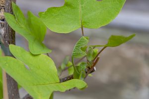 Liriodendron tulipifera