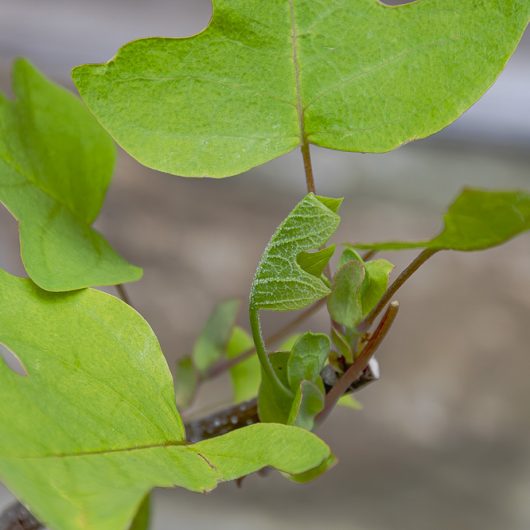 Liriodendron tulipifera