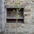 Liriodendron tulipifera