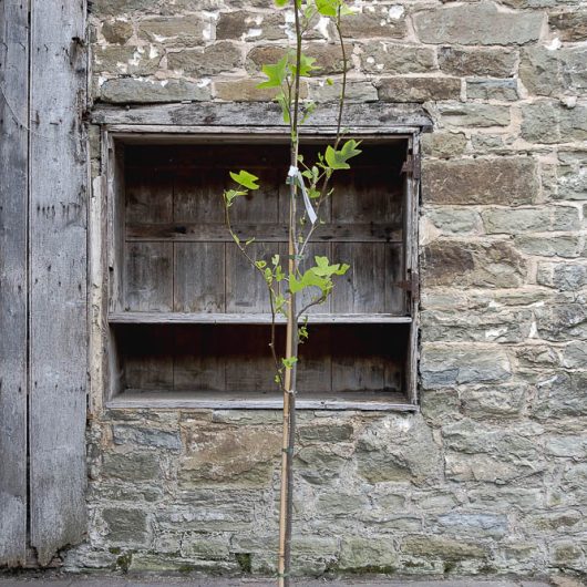 Liriodendron tulipifera