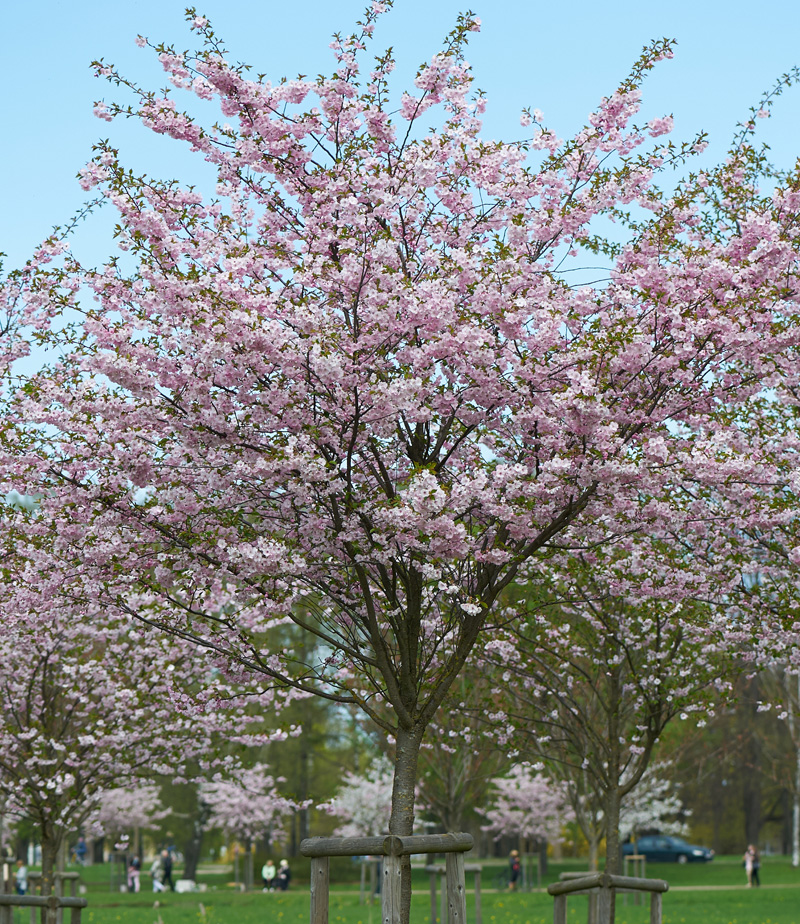 Wholesale Trees Buying Trees In Bulk Online Trees Direct Wholesale Trees Buying Trees In Bulk Online Trees Direct